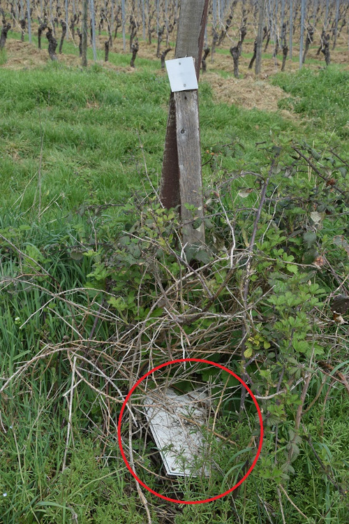 Heruntergefallenes, von Gestrüpp überwuchertes Schild