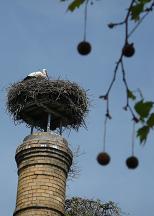 Storchennest am Hafen