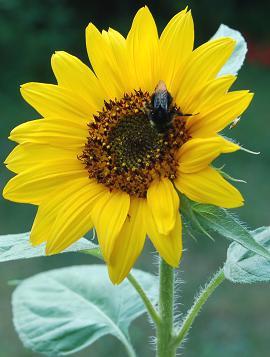 Sonnenblume in Schierstein-Nord